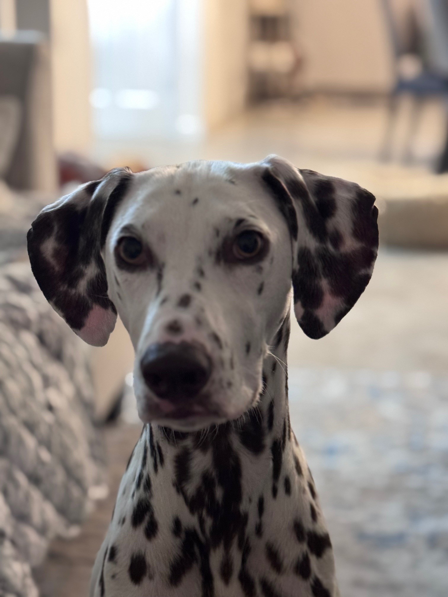 Nova the Dalmatian — the hungriest dog and company namesake
